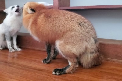 Codzienna porcja ciekawych i zabawnych filmików #105