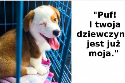 Przykłady, że zwierzaki potrafią przewrócić nasze życie do góry nogam. Za to je kochamy