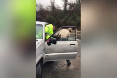 Zabrał policjantom radiowóz. Tak się skończyła ta interwencja 