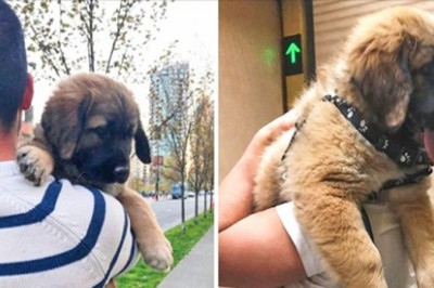 20 szczeniaczków, które wyrosły na olbrzymy, ale w sercu pozostały maluchami