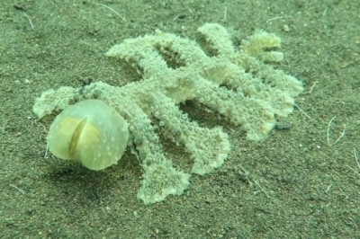 Codzienna porcja ciekawych i zabawnych filmików #117