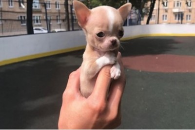 Te rasy psów,  przez całe życie wyglądają jak szczeniaczki