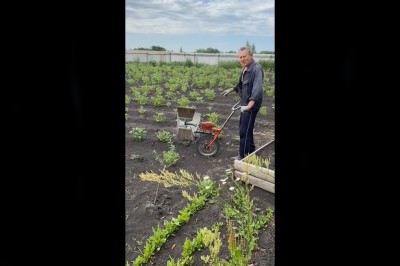 Dziadek wymyślił jak w szybki sposób pozbyć się stonki