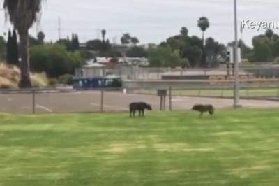 Kojot kontra pitbull. Nietypowe spotkanie w parku