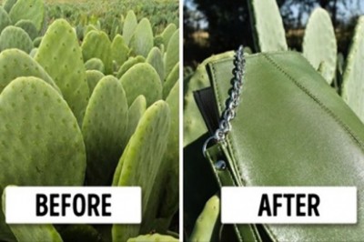 Wykorzystali kaktusa do tworzenia wegańskiej skóry, która idealnie zastąpi zwierzęcą