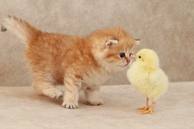 Codzienna porcja ciekawych i zabawnych filmików #143