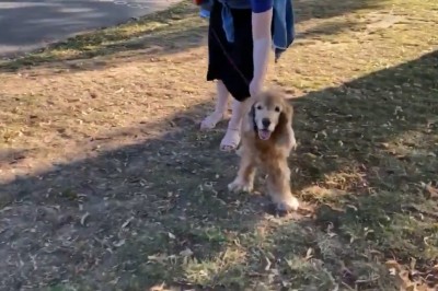 Słabo widzący pies poznaje swojego właściciela po zapachu