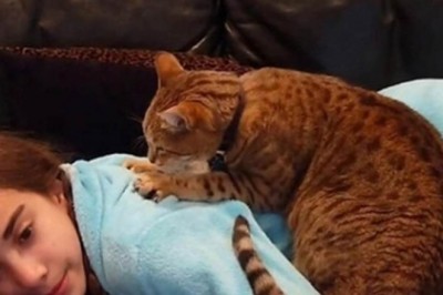 Twój kot lubi ugniatać Cię łapkami? Zobacz co chce Ci przekazać