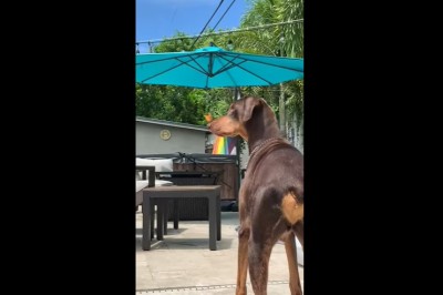 Codzienna porcja ciekawych i zabawnych filmików #162