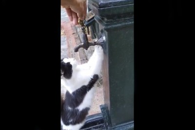 Sprytny kot prosi o odkręcenie wody w parku