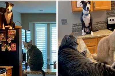 Adoptowany pitbull myśli, że jest kotem, a jego nowa rodzina ma na to dowody
