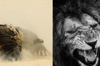 Rzucił swoją pracę i żeby fotografować dziką przyrodę. Jego zdjęcia są magiczne 