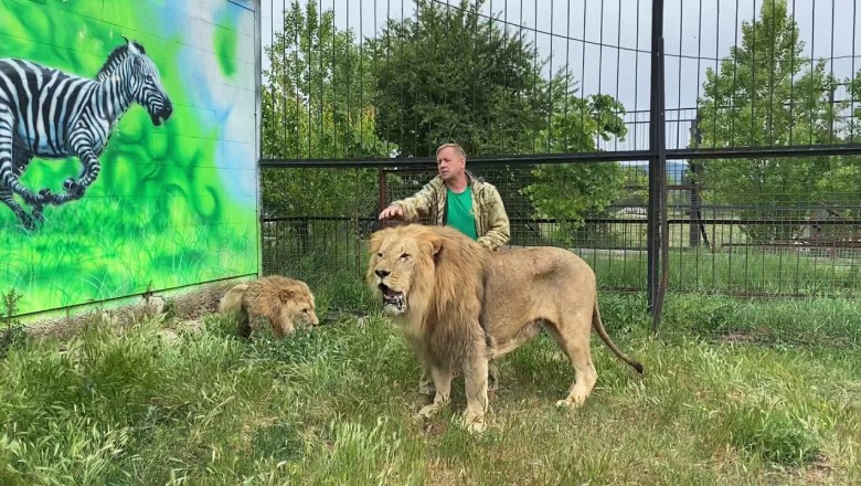 Typ rozgania cztery rozdrażnione lwy w klatce