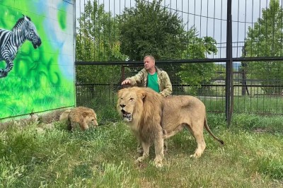 Typ rozgania cztery rozdrażnione lwy w klatce 