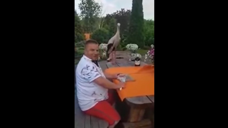 Jak wytresować bociana? Czyli rozrywki Ryśka w sobotni wieczór