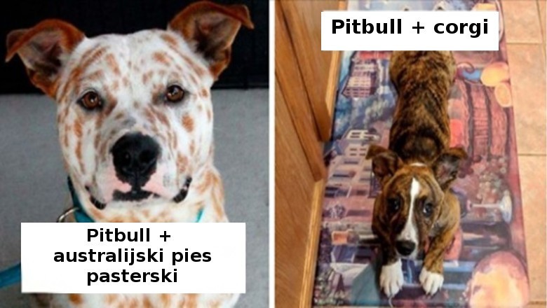20 uroczych krzyżówek pitbulli z innymi rasami. Wyglądają niezwykle