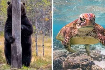 Najzabawniejsze zdjęcia dzikich zwierząt wykonane przez profesjonalistów