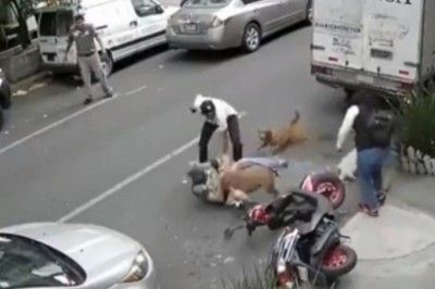 Typ wyrwał swojego psa ze szczęk pitbulla i obronił go własnym ciałem