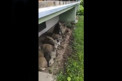 Impreza pod blokiem. Sąsiadka mocno się wkurzyła