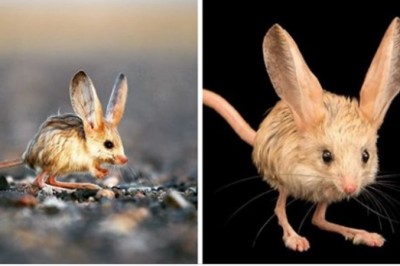 To malutkie zwierzę wygląda jak skrzyżowanie myszy, królika, świnki, i kangura, i jest przy tym przeurocze