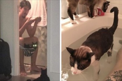 18 kotów, które nic sobie nie robią z prywatności swoich właścicieli