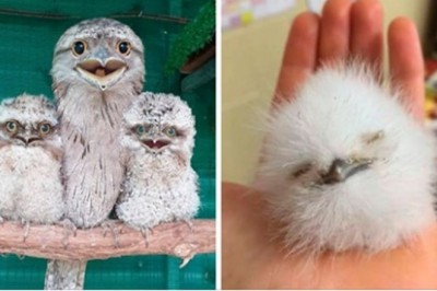 20 uroczych piskląt Paszczaków. Niezwykłych ptaków z Azji