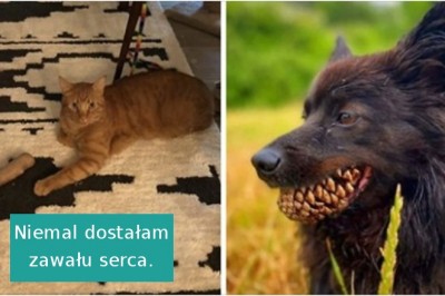 17 zwierzaków, które nieźle przestraszyły swoich właścicieli