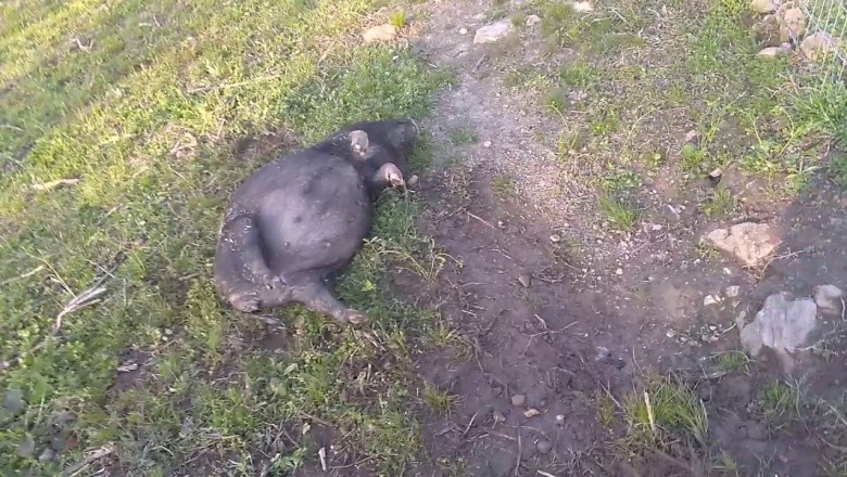 Świnka na bani po zjedzeniu sfermentowanej kukurydzy