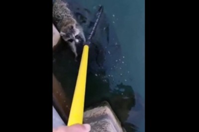 Codzienna porcja ciekawych i zabawnych filmików #220