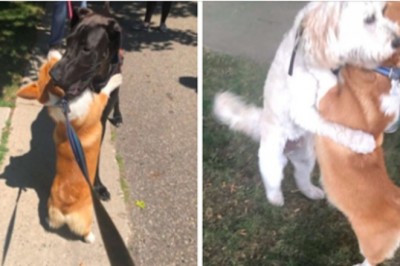 Ten corgi przytula każdego przyjaciela napotkanego na spacerze