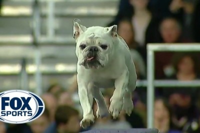 Codzienna porcja ciekawych i zabawnych filmików #227