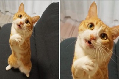 19 zwierzaków, które po prostu nie potrafią zachowywać się normalnie