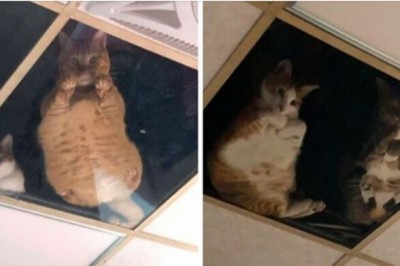 Właściciel sklepu zamontował szklany sufit dla kotów i teraz ciągle go obserwują 