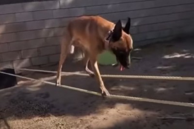 Codzienna porcja ciekawych i zabawnych filmików #233