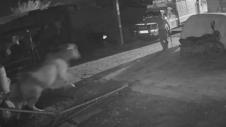 Janusz z kijem kontra lew. Kiedy Twoja krowa potrzebuje pomocy