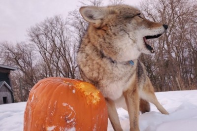 Codzienna porcja ciekawych i zabawnych filmików #235