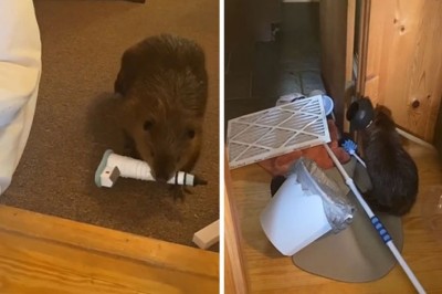 Malutki adoptowany bóbr zaczął budować tamy w domu swojej nowej właścicielki