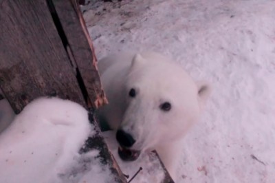 Codzienna porcja ciekawych i zabawnych filmików #239