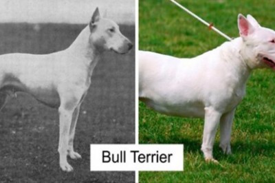 Zdjęcia pokazujące jak zmieniły się  rasy psów na przestrzeni ostatnich 100 lat