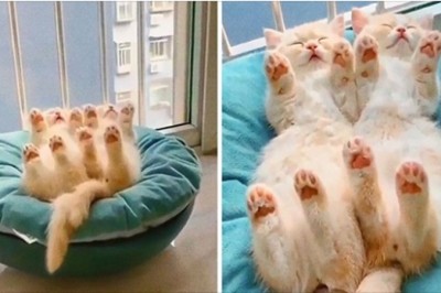 16 zwierzaków, które śpią w wyjątkowo uroczy sposób