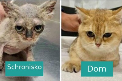 16 zdjęć kotów przed i po adopcji, pokazujących siłę miłości i troski