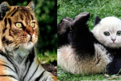 Artystka pokazuje jak wyglądałyby różne zwierzęta posiadając twarz kota