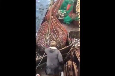 Niespodzianka w sieci. Rybacy mieli pasażera na gapę 