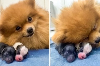 Te zdjęcia idealnie pokazują co w świecie zwierząt oznacza bycie mamą