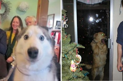 20 świątecznych zdjęć, które miały być zwyczajne, ale do akcji wkroczył pies