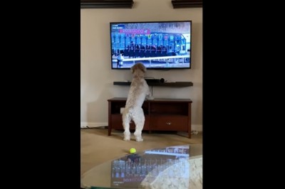 Pies rozwalił system podczas oglądania wyścigów w telewizji 