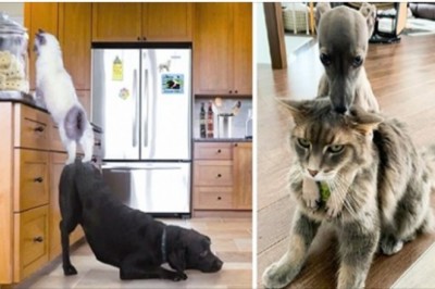 17 fotografii pokazujących, że psy i koty łączy specjalna więź