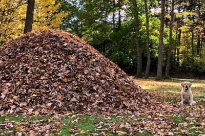 Pies, którego ulubioną zabawą jest wskakiwanie w stertę liści