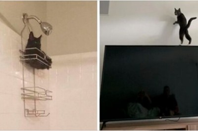 17 zdjęć, które sprawiają, że zastanawiamy się co jest nie tak z tymi kotami