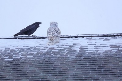 Codzienna porcja ciekawych i zabawnych filmików #301